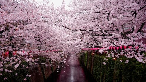桜の散るころに